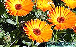 Descrición de calendula: imaxes e fotos de flores de caléndula