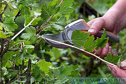 Pruning Gooseberry ing musim gugur: kepiye ngasilake panen sing sugih