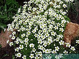 Karatteristiċi tas-saxifrage: inżul fl-art miftuħ, kura