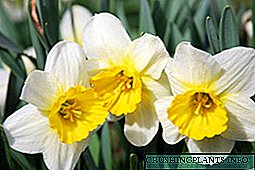 Fitur daffodil, gambar lan foto kembang