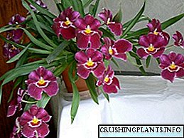 Thirani Orchid kunyumba: malangizo, kanema, chisamaliro