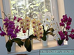 Phalaenopsis orgideëoorplantings tuis: wenke, video