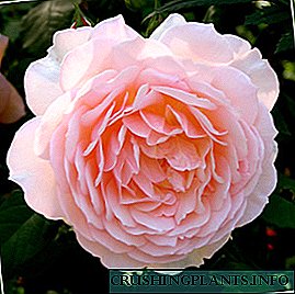 Peonia rozo - peonia floro