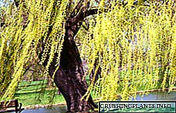 Weeping willow: katrangan wit, fitur, jinis foto