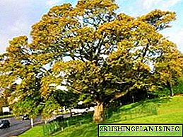 Pema orientale e aeroplanit: një përshkrim i pemës dhe fotoja e saj