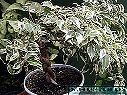 Ficus benjamina өстүрүү эмес, эмне үчүн - айрыкча өсүп