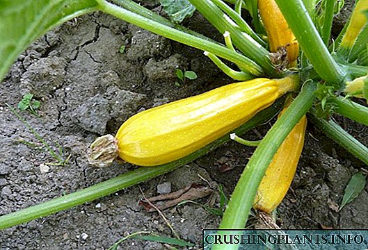 რატომ პატარა zucchini იქცეს ყვითელი და rotting ბაღში: პრობლემები და მათი გადაჭრა