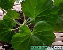 Niyə geranium çiçək açmır, ancaq bitkilər verir: nə etməli?