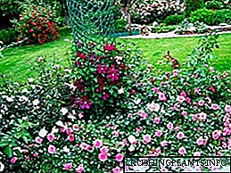 Розови заземјување - зимски цврсти сорти што цветаат цело лето