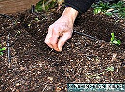 Priprema i sjetva sjemena krastavaca za uzgoj sadnica