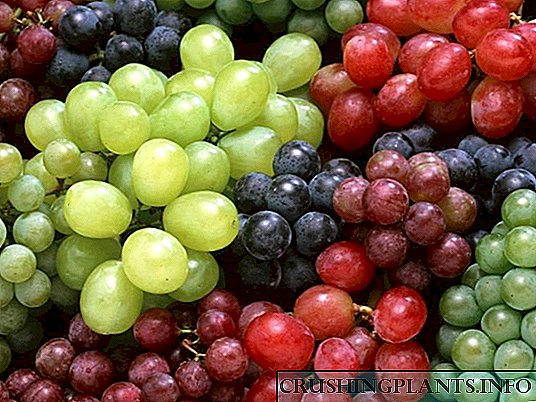 Намалување на грозје на есен: подготвување за плодно лето