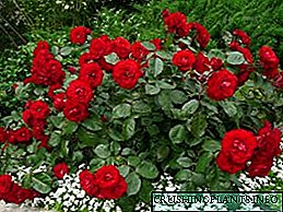 Polyanthus rose - speċjalment varjetajiet u kura għaliha?