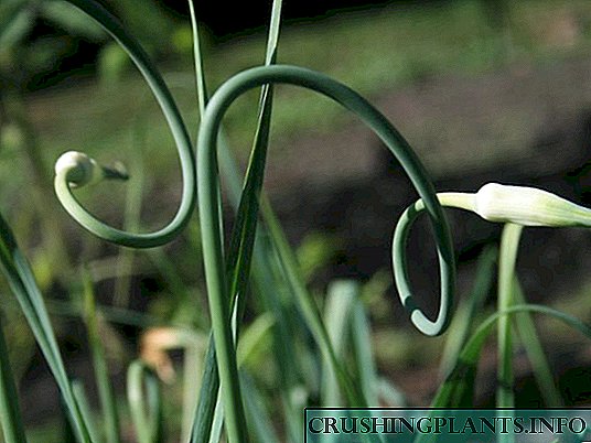 Allium ponendis in ver et variarum vitae formarum beginners