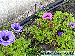 Mbjellja dhe kujdesi për anemonin në terren të hapur: rregulla, foto