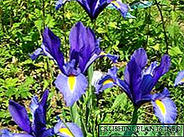 ڈچ پیاز کے irises پودے لگانے اور دیکھ بھال
