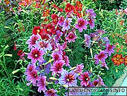 Садење и грижа за салпиглоза: сорти, фотографија од цвеќиња