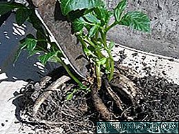 Tanduran Dahlia pot pot ing musim semi: perawatan luwih