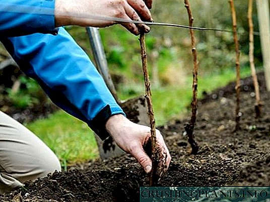 Mbjellja e mjedrave në pranverë: këshilla për fillestarët