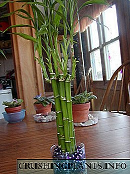 Plant, reproduksie en versorging van bamboes tuis, foto