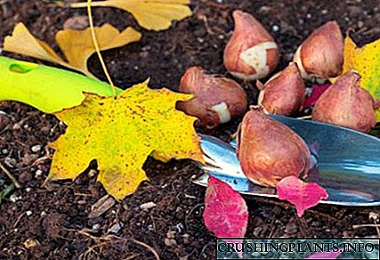 Садење лалиња во есен - методи и упатства