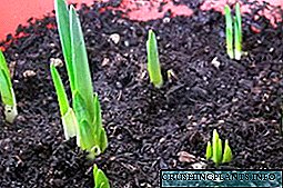 Tanduran tulip ing musim semi ing lemah: penanaman lan perawatan