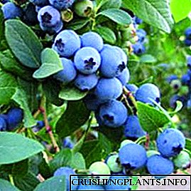 Tħawwil, kura u kultivazzjoni ta 'varjetajiet varji ta' blueberries tal-ġnien, reviżjonijiet