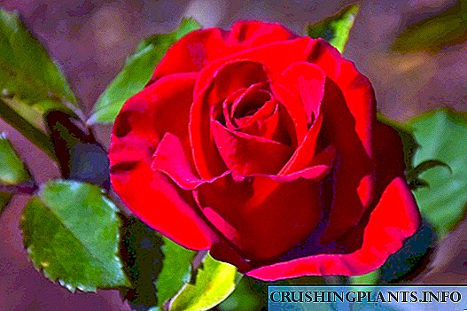 Regele fir Rosen ze ernähren am Hierscht: Hëllef, net schueden
