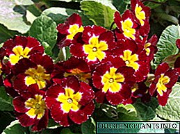 Primrose - јаглика цвет, сорти карактеристики