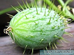 Plant - mad cucumber ma lana ata