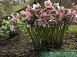 Hellebore-plant: beskrywing, verbouing en foto van blomme