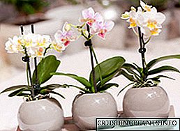 Kev Tshaj Tawm ntawm Phalaenopsis orchid nyob hauv tsev