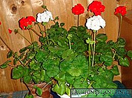 Uzazi kwa kutumia vipandikizi vya maua ya pelargonium (geranium)