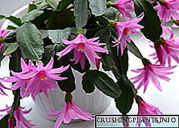 I-Ripsalidopsis (i-Easter cactus): ukunakekelwa kwasekhaya