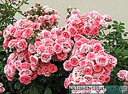Rose bonica floribenda: deskripsyon, karakteristik nan plante ak swen
