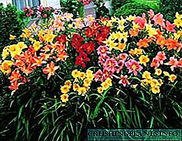 Que cores combinan daylilies no deseño do xardín, foto