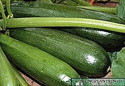 Тухми навъҳои хуби zucchini барои киштукор дар майдончаи кушодаи
