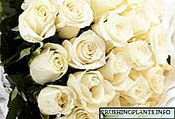 Maksud simbolis mawar putih, kepiye cara menehi kembang