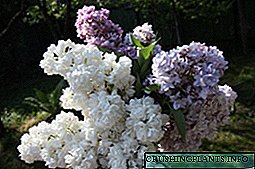 Lilac: wêneya kulîlkan û celebên cûrbecûr