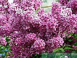 Lilacs Persian me te terry: momo me nga momo, whakaahua