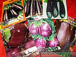 Amrywiaethau o hadau eggplant da ar gyfer tir agored ac adolygiadau