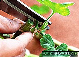 રસદાર ફૂલો માટે કાપણી માટેના geraniums માટેની પદ્ધતિઓ