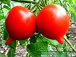 Rossiya Federatsiyasining o'rta zonasi va janubi uchun pomidor: navlar, fotosuratlar va tavsif