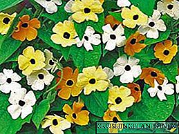 Tunbergia: fotografije, vrste i sorte, uzgoj iz sjemena, sadnja i njega