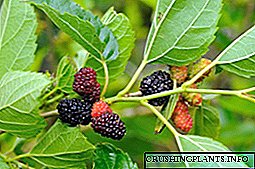 Kahoy nga mulberry: mga klase nga mulberry, mapuslanon nga kabtangan sa mulberry