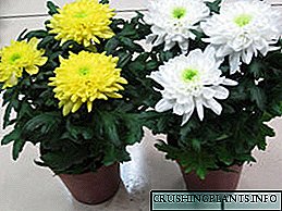 Nlekọta ụlọ chrysanthemum n’ụlọ