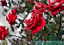 Ilekọta Roses n'oge opupu ihe ubi: ịkwachaa, ọgwụgwọ site na ọrịa, ahụhụ
