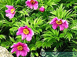 Forðast Peony: Growing and Properties of Marin Root
