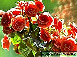 Дотор begonias-ийн төрөл: тэдгээрийн нэр, тодорхойлолт, зураг