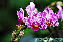 Nomlari bo'lgan orkide yopiq navlarining turlari