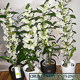 Nga momo o te orchids Dendrobium: whakaahua, ingoa me nga tohu atawhai